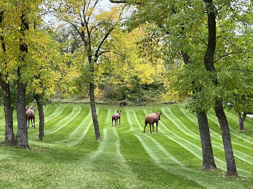 Curved mowing stripes around trees and metal wildlife sculptures